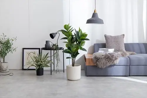 人工ゴムの木 95cm