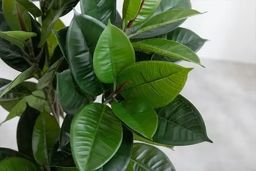 人工ゴムの木 95cm